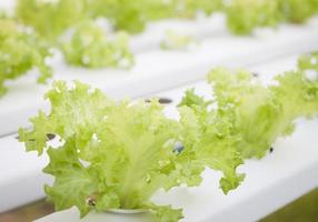 grüner Salat wächst in einem Gewächshaus foto