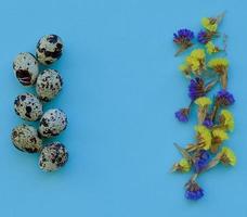 Osterkomposition. Wachteleier, Blumen auf blauem Hintergrund. Platz kopieren. foto