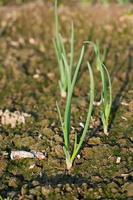 Nahaufnahme der wachsenden Zwiebelplantage im Gemüsegarten foto