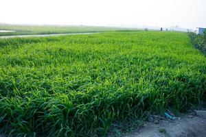 rohes grünes weizenfeld foto