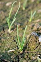 Nahaufnahme der wachsenden Zwiebelplantage im Gemüsegarten foto