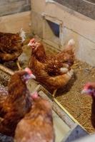 rote hühner im hühnerstall. Geflügel für die Landwirtschaft im Dorf foto