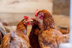 Zwei rote Hühner im Hühnerstall sehen sich aus nächster Nähe an. Geflügel für die Landwirtschaft im Dorf foto