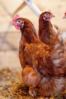 Rote Henne im Hühnerstall aus nächster Nähe. Geflügel für die Landwirtschaft im Dorf foto