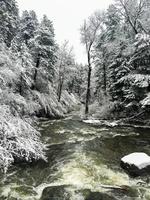 Flussbäume, die vom Winterschnee bedeckt sind foto