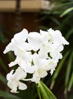 weiße Blüten Orchideen foto