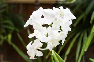 Nahaufnahme von weißen Orchideen
