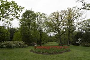 Tulpenblüte in Baltimore Sherwood Gardens foto