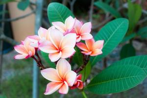 Nahaufnahme von Frangipani foto