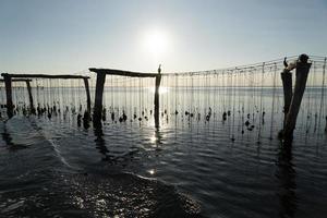 Muschelzucht in Chioggia, Italien foto