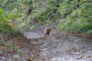 Welpe Hund Cockerspaniel läuft im Herbsthof foto