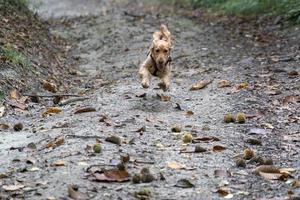 Welpe Hund Cockerspaniel läuft im Herbsthof foto