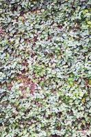 Wand aus grünen Blättern foto