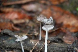 Herbstpilz im Wald foto