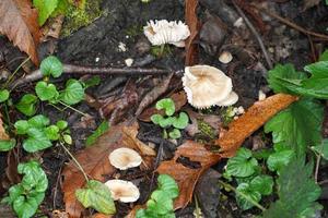 Herbstpilz im Wald foto