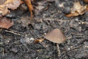 Herbstpilz im Wald foto