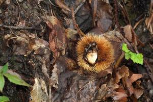 Herbstkastanie der Wald foto