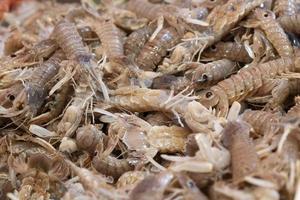 Frische Meereszikade am Fischmarkt foto