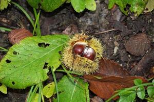 Herbstkastanie der Wald foto