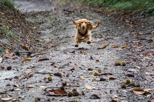 glückliches Hündchen Cocker Spaniel springen foto