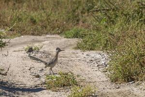 Straßenläufervogel aus nächster Nähe foto