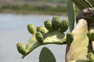 Kaktusfeige Sizilien Mittelmeerkaktus