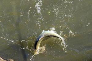 süchtiger Fisch auf der Angelrute in einem Fluss foto