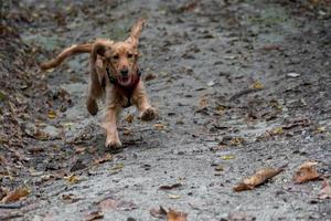 Welpe Hund Cockerspaniel läuft im Herbsthof foto