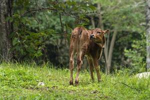 junges Kalb an einen Baum gebunden foto