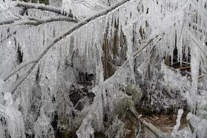 Eiszapfen gefrorenes Eis auf Ästen foto