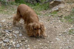 süßes Hündchen-Cocker-Spaniel-Porträt, das Sie im Innenhof ansieht foto