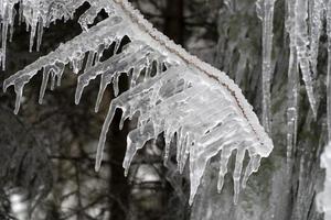 Eiszapfen gefrorenes Eis auf Ästen foto