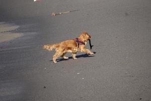 junger hundewelpe, der auf dem strand spaniel-cocker spielt foto