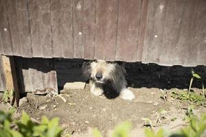 Wütender Hund unter Zaun. pet guards territorium des hauses. foto