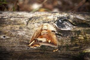 alter Baum. gebrochenes Stück Stamm. foto