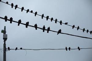 Tauben sitzen auf Draht. Silhouetten von Vögeln auf elektrischem Draht. Einzelheiten über das Leben von Stadtvögeln. foto