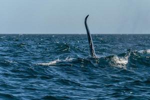 Orca Killerwal im Meer von Cortez kommt zum Boot foto