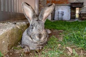 Hasenporträt in einer Farm foto