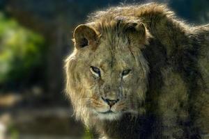 männliche Löwenaugen schließen sich foto