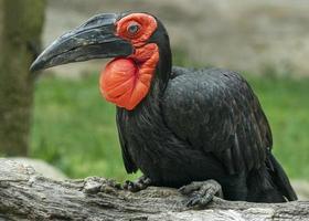 terrestrischer Calao-Hornvogelvogel foto