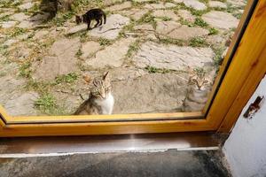 Katzen, die dich von draußen anschauen foto