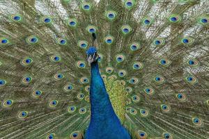 pfau vogel wunderbare feder offenes rad porträt foto