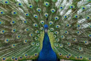 pfau vogel wunderbare feder offenes rad porträt foto