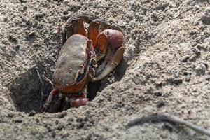 Rote Großarmkrabbe in Mangroven foto