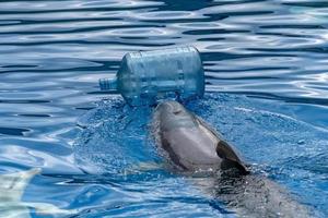 Delfin mit Plastikflasche, die das Meer reinigt foto