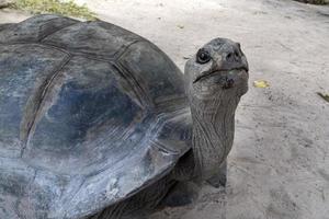 Seychellen-Insel-Riesenschildkröte foto