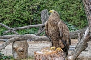 Steinadler Vogel Nahaufnahme Porträt foto