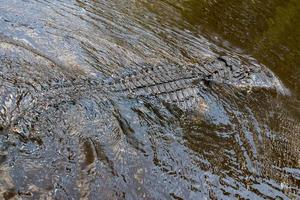 Florida Alligator in Everglades Nahaufnahme Porträt foto