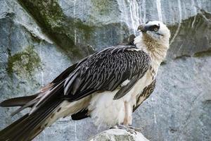 Lammergeyer Ossifrage Geier Bussard foto