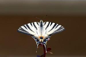 Schwalbenschwanzschmetterling Machaon Nahaufnahme Porträt foto